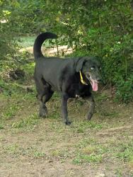 Found/Stray Male Dog last seen Duncan ave, Perry, GA 31069