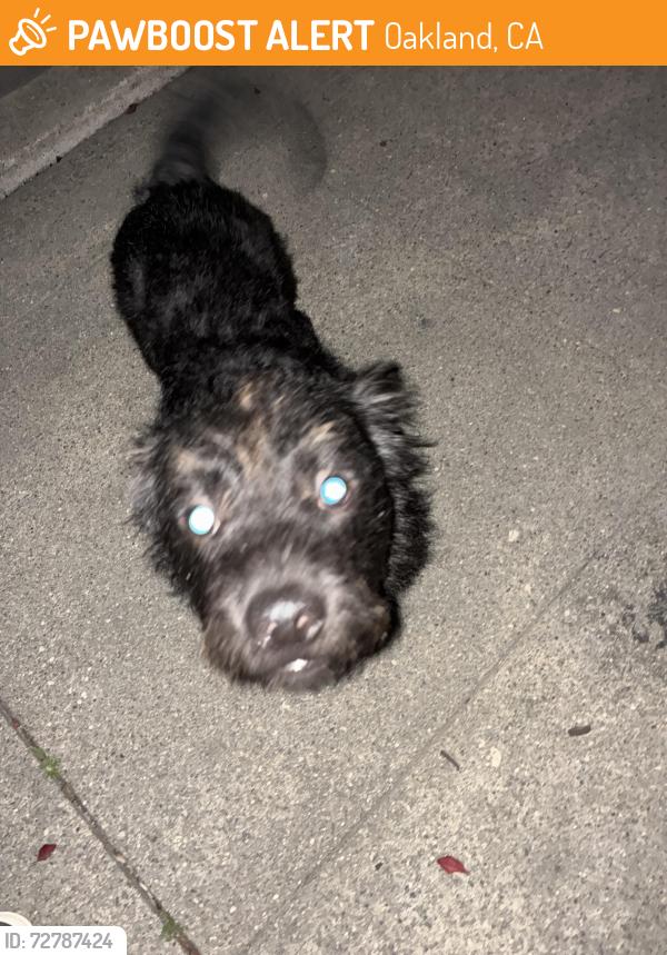 Found/Stray Unknown Dog last seen 32nd , Oakland, CA 94607
