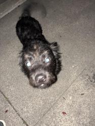 Found/Stray Unknown Dog last seen 32nd , Oakland, CA 94607