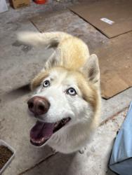 Found/Stray Male Dog last seen Near Diamond Blvd Unit H180 Concord, CA  94520 United States, Concord, CA 94520