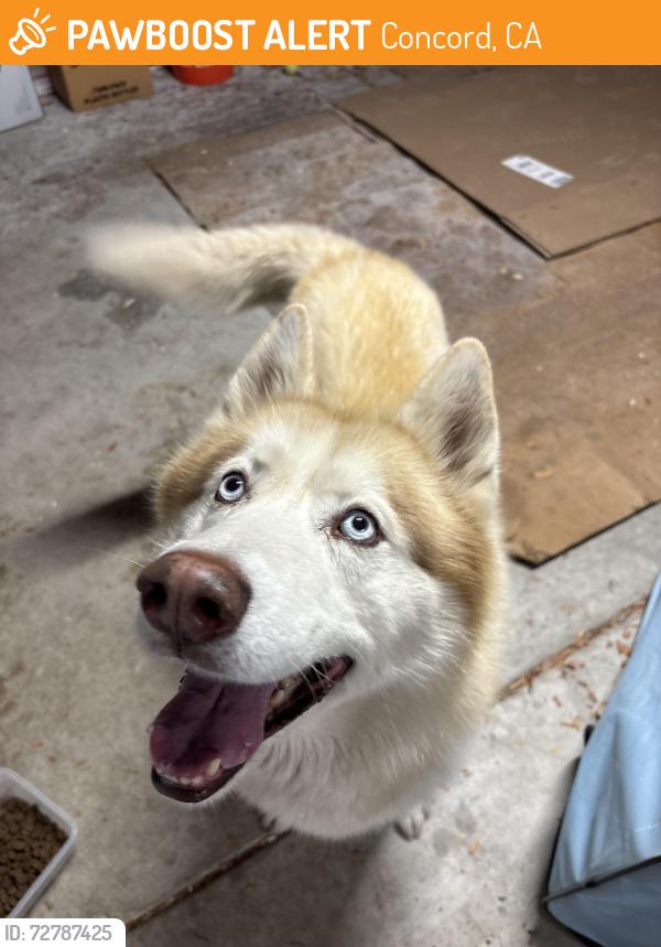 Found/Stray Male Dog last seen Near Diamond Blvd Unit H180 Concord, CA  94520 United States, Concord, CA 94520