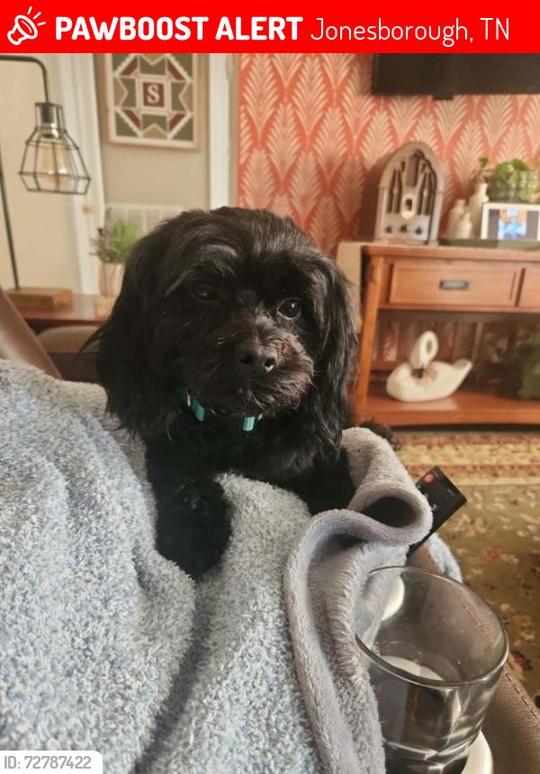 Lost Male Dog last seen Texas Ave and Massachusettes Ave, Jonesborough, TN 37659