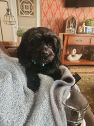 Lost Male Dog last seen Texas Ave and Massachusettes Ave, Jonesborough, TN 37659