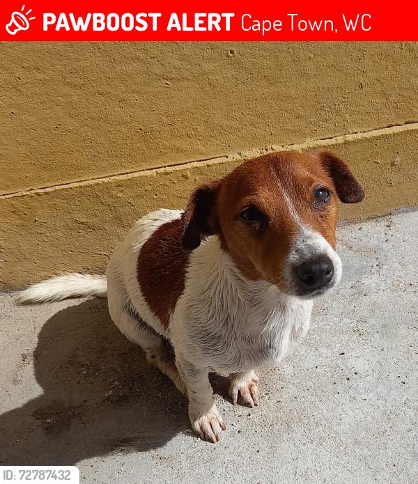 Lost Male Dog last seen Klipspringer Street Eastridge , Cape Town, WC 7785