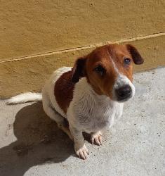 Lost Male Dog last seen Klipspringer Street Eastridge , Cape Town, WC 7785