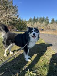Lost Male Dog last seen 106th Ave & Cornell Rd, Hillsboro, OR 97124