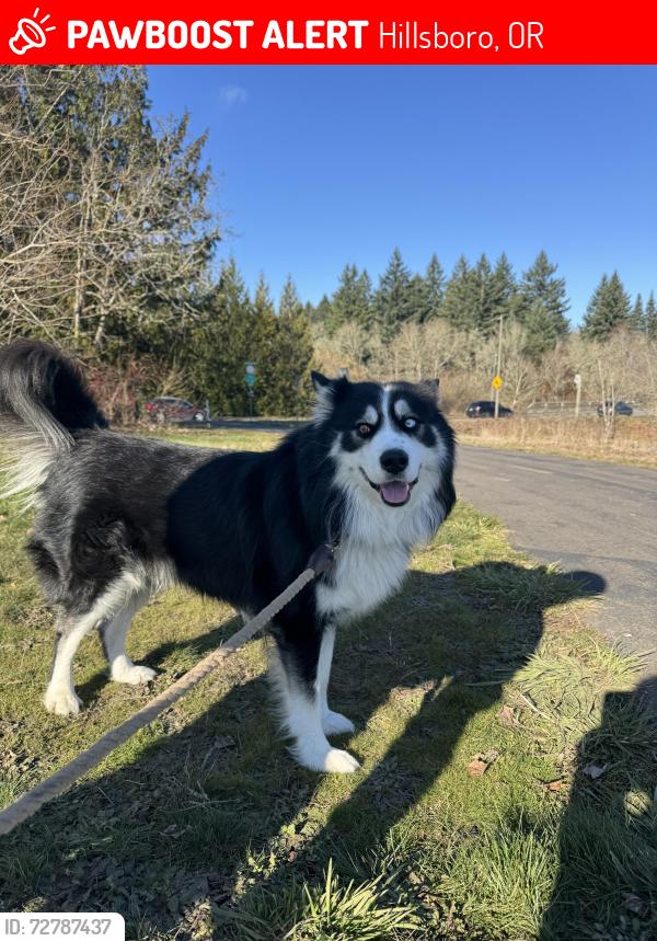 Lost Male Dog last seen 106th Ave & Cornell Rd, Hillsboro, OR 97124