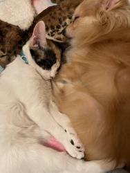 Lost Female Cat last seen Highlander/sugarloaf, Riverside, CA 92507