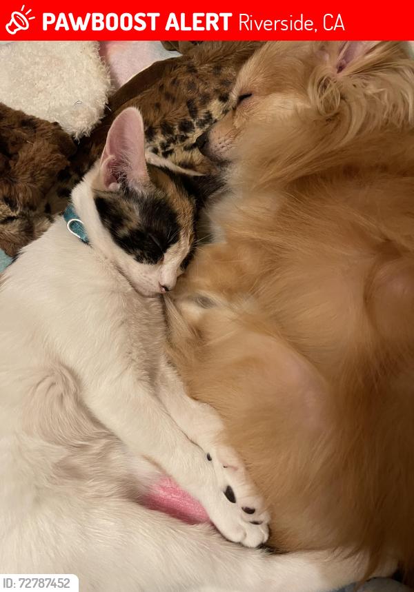 Lost Female Cat last seen Highlander/sugarloaf, Riverside, CA 92507