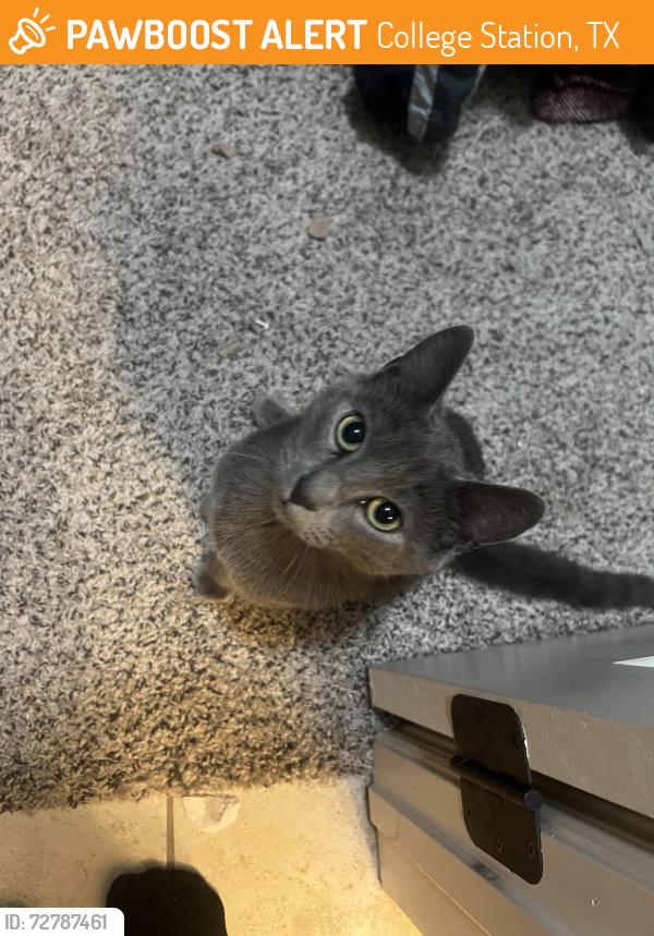 Found/Stray Male Cat last seen Target on Texas , College Station, TX 77840