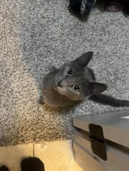 Found/Stray Male Cat last seen Target on Texas , College Station, TX 77840