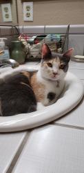 Lost Female Cat last seen Orangeburg in clause road., Modesto, CA 95355