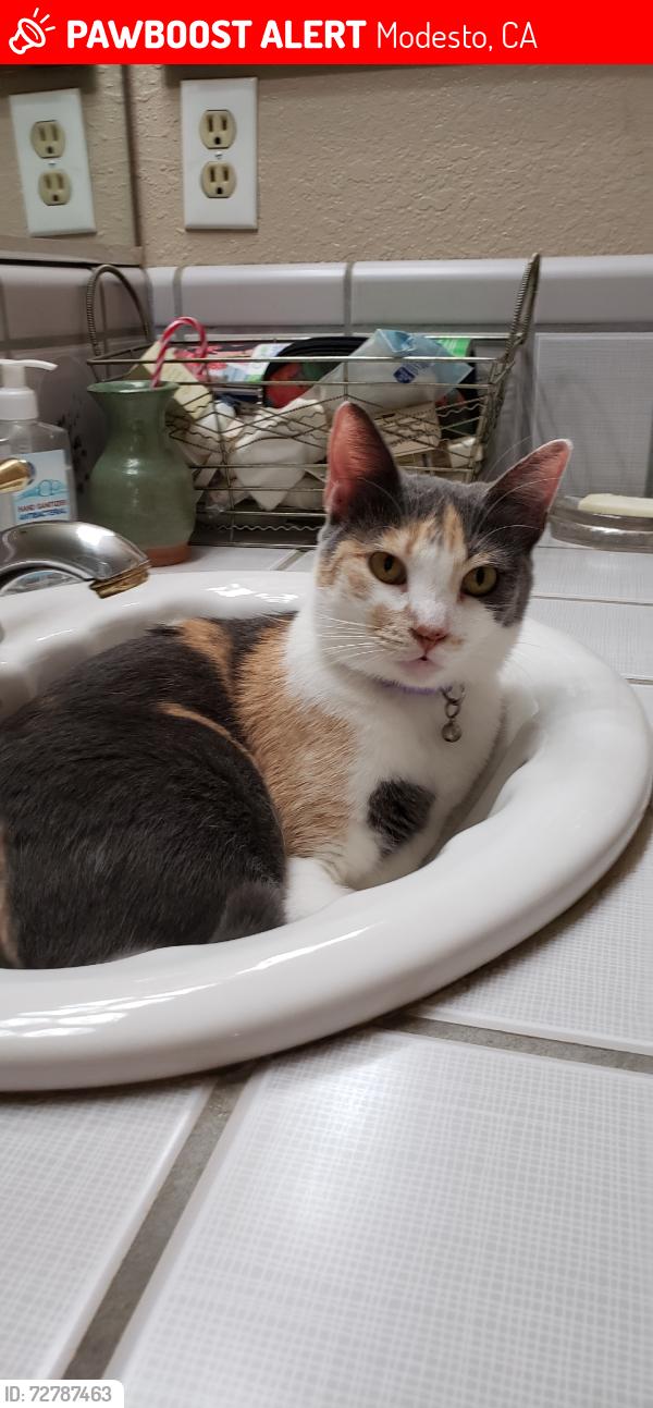 Lost Female Cat last seen Orangeburg in clause road., Modesto, CA 95355