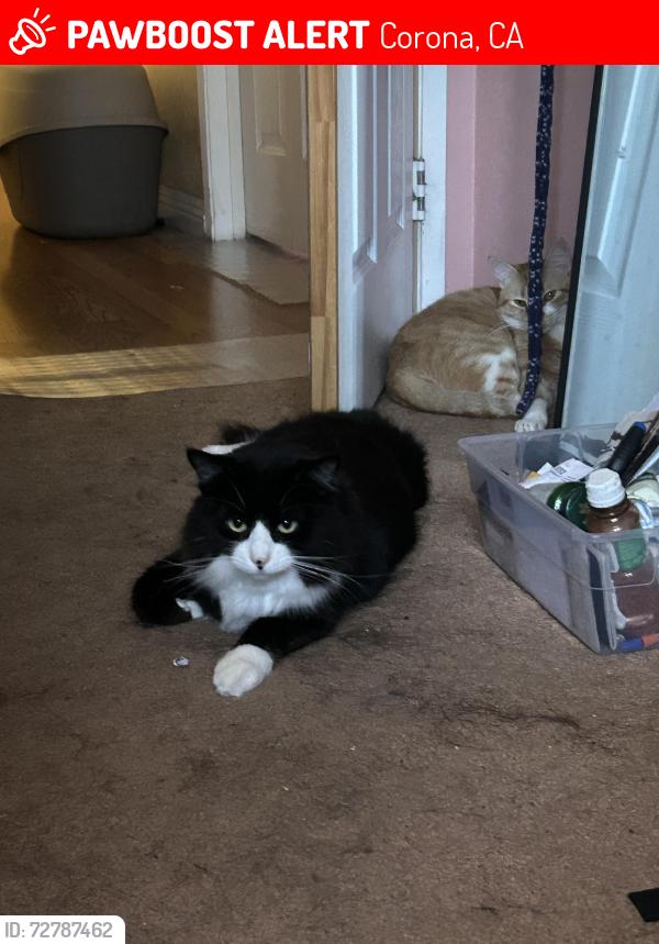 Lost Female Cat last seen La cumbre st and promenade, Corona, CA 92879