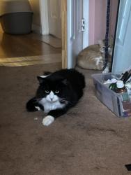Lost Female Cat last seen La cumbre st and promenade, Corona, CA 92879