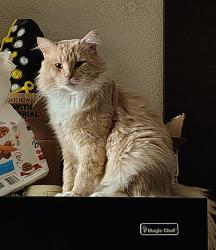 Lost Male Cat last seen Red roof inn bordentown nj, Fieldsboro, NJ 08505