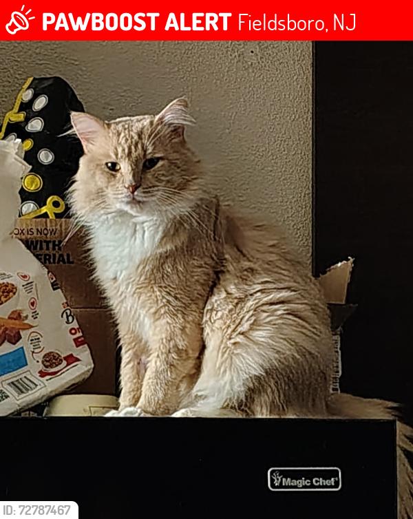 Lost Male Cat last seen Red roof inn bordentown nj, Fieldsboro, NJ 08505