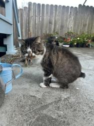 Lost Male Cat last seen Seville, Cordova, Munich Streets, San Francisco, CA 94112