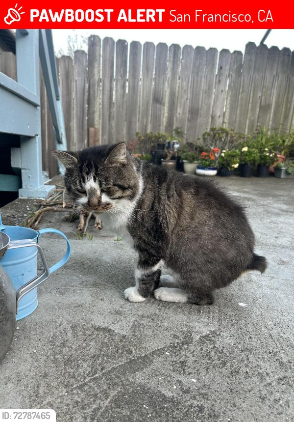 Lost Male Cat last seen Seville, Cordova, Munich Streets, San Francisco, CA 94112