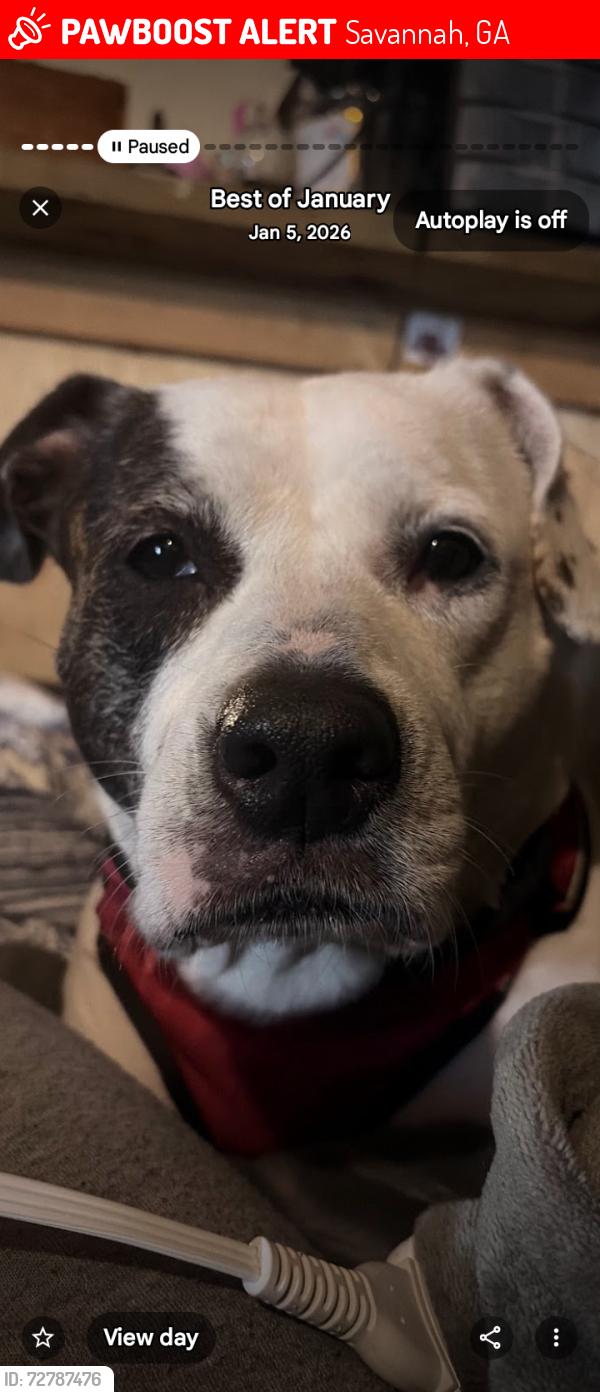 Lost Female Dog last seen 37th and Herbed, Savannah, GA 31404