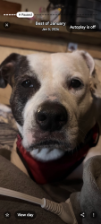 Lost Female Dog last seen 37th and Herbed, Savannah, GA 31404