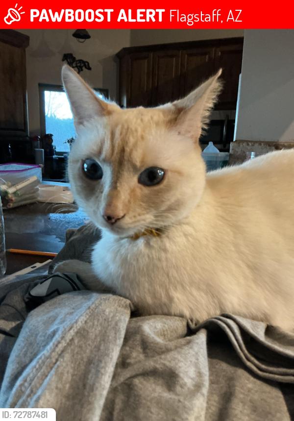 Lost Female Cat last seen Campbell/soaring eagle , Flagstaff, AZ 86004
