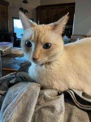 Lost Female Cat last seen Campbell/soaring eagle , Flagstaff, AZ 86004