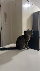 Lost Female Cat last seen Musgrave bowls club , Labrador, QLD 4215