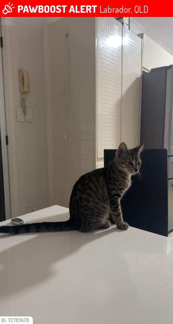 Lost Female Cat last seen Musgrave bowls club , Labrador, QLD 4215