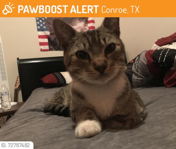 Found/Stray Male Cat last seen Oak Creek apmts, Conroe, TX 77303