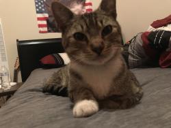 Found/Stray Male Cat last seen Oak Creek apmts, Conroe, TX 77303