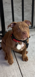 Lost Female Dog last seen Walmart in parking lot, Martinez, CA 94553