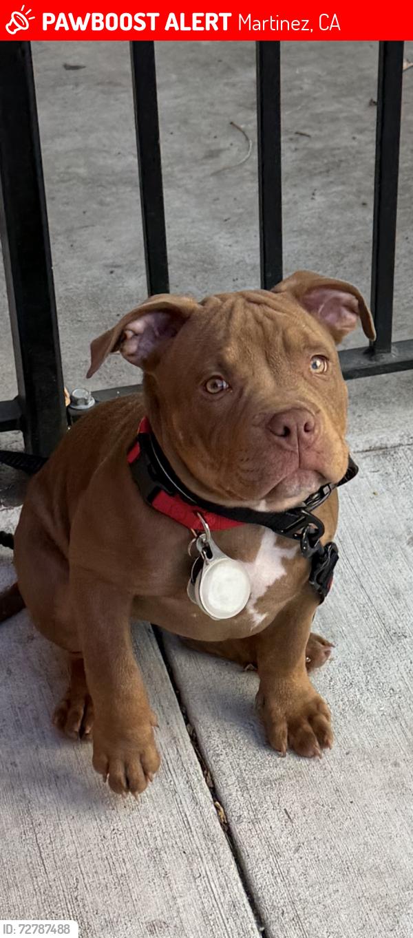 Lost Female Dog last seen Walmart in parking lot, Martinez, CA 94553