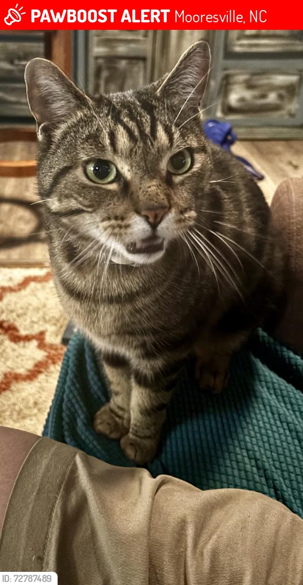 Lost Female Cat last seen Cornelius Road & Charlie Highway, Mooresville, NC 28115