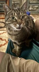 Lost Female Cat last seen Cornelius Road & Charlie Highway, Mooresville, NC 28115