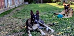 Lost Male Dog last seen Palmetto street , Bellaire, TX 77081