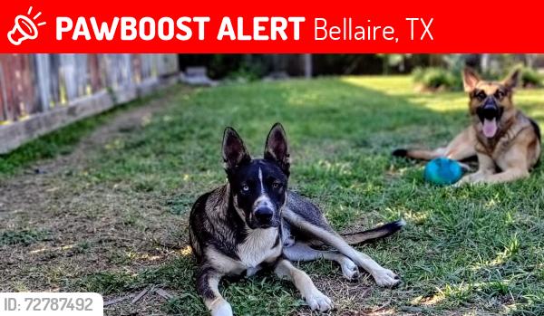 Lost Male Dog last seen Palmetto street , Bellaire, TX 77081