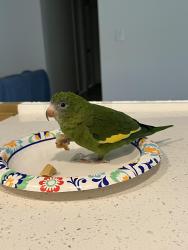 Found/Stray Unknown Bird last seen Volunteer park , Plantation, FL 33324