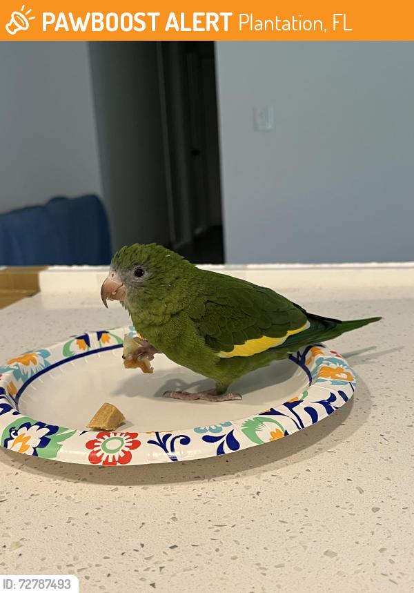 Found/Stray Unknown Bird last seen Volunteer park , Plantation, FL 33324
