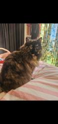 Lost Female Cat last seen pimpama golf, Pimpama, QLD 4209