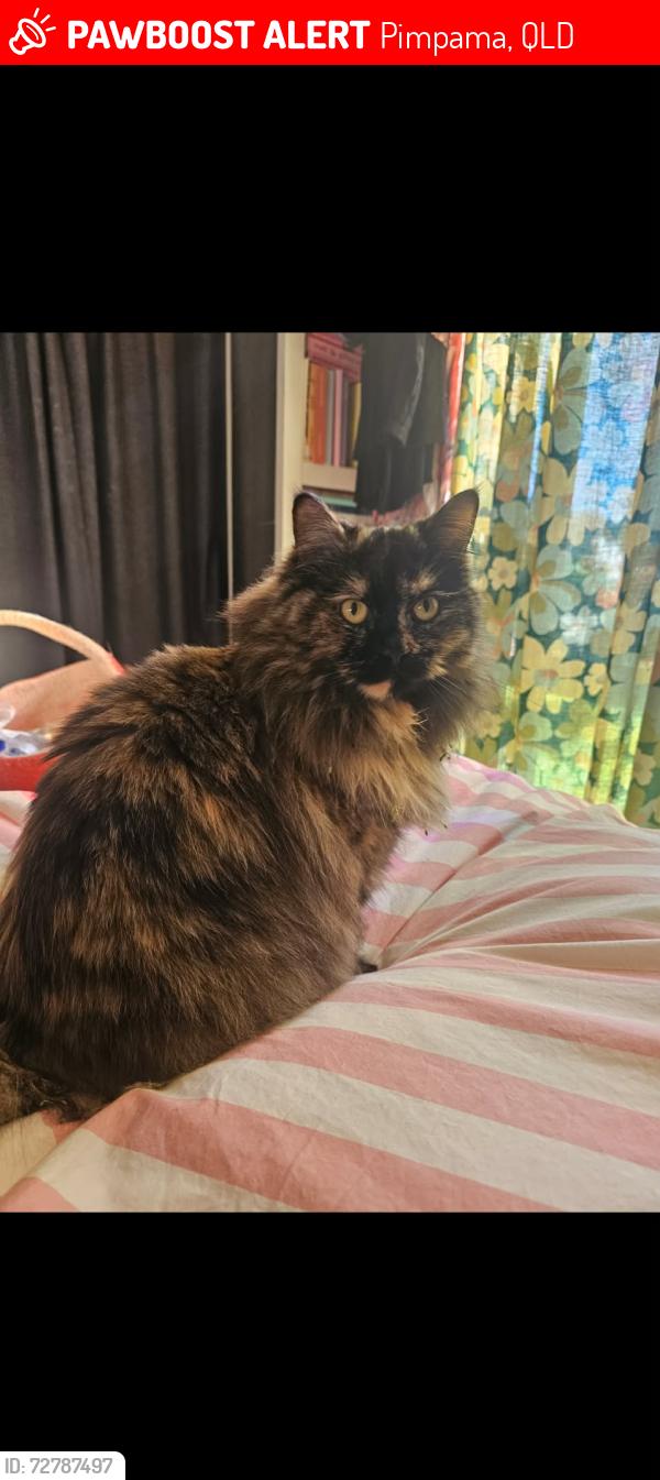 Lost Female Cat last seen pimpama golf, Pimpama, QLD 4209