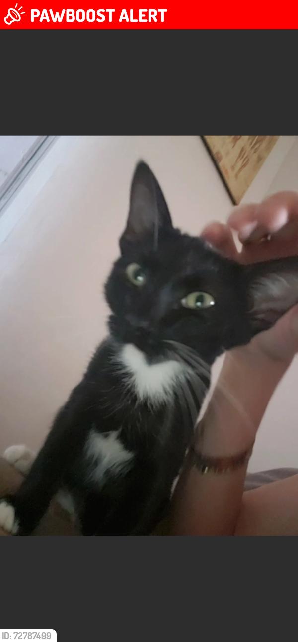 Lost Male Cat last seen Visto pela última vez em sua casa no endereço mencionado. , Parque Glória VI, SP 15807-305