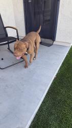 Found/Stray Male Dog last seen 91st West Northern , Glendale, AZ 85355
