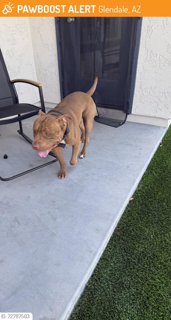 Found/Stray Male Dog last seen 91st West Northern , Glendale, AZ 85355