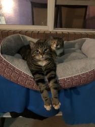 Lost Male Cat last seen Sea lark & hwy 98, Navarre, FL 32566