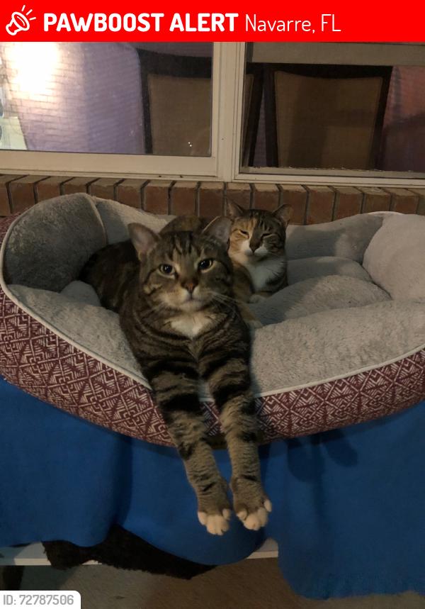 Lost Male Cat last seen Sea lark & hwy 98, Navarre, FL 32566