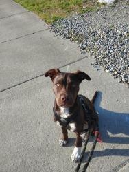 Lost Male Dog last seen Elderberry st grand mound wa, Grand Mound, WA 98579