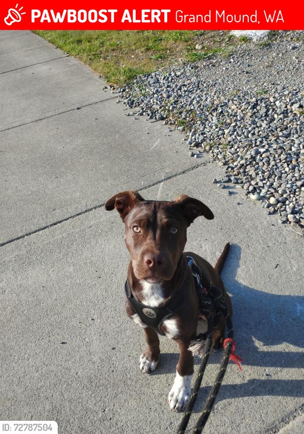 Lost Male Dog last seen Elderberry st grand mound wa, Grand Mound, WA 98579