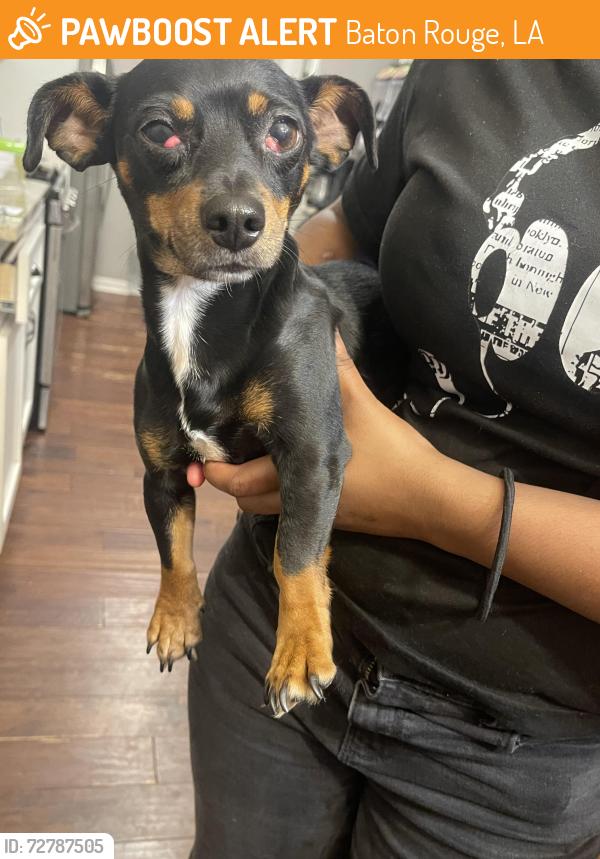 Found/Stray Female Dog last seen President ave and profit ave, Baton Rouge, LA 70817