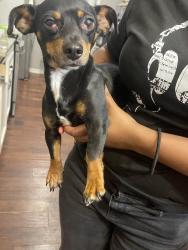 Found/Stray Female Dog last seen President ave and profit ave, Baton Rouge, LA 70817